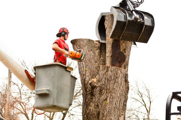 Penitas, TX Tree Care Company